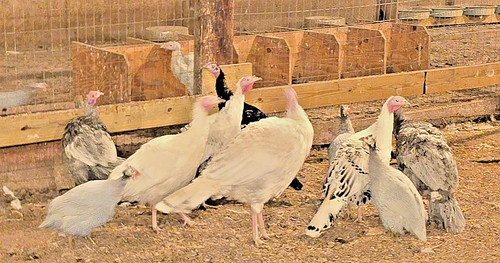 Premium turkey fertile - turkey,