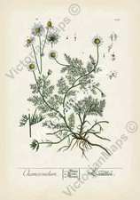 Chamomile flower antique