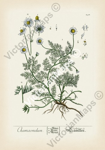 Chamomile flower antique