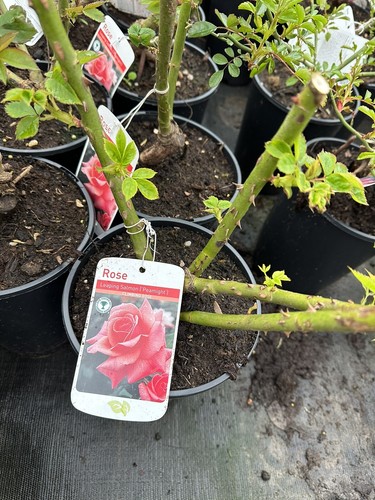Potted rose leaping - rose, salmon'
