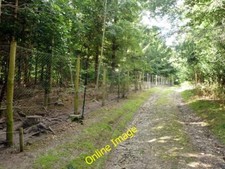 Photo 6x4 Pheasant rearing