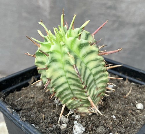 Euphorbia meloformis - euphorbia,