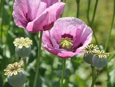 The Light Purple Giant Poppy (P. Somniferum Giganteum) Seeds x 1500
