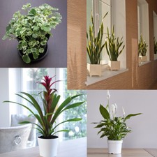 Evergreen Plant Indoor Garden House Plants Pot Trees High Quality Large Plants