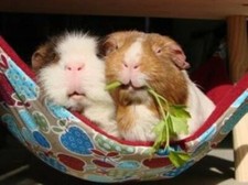Hammock for Ferret Chinchilla