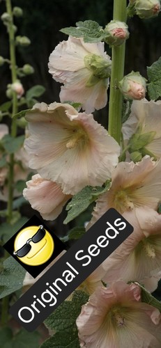 Hollyhock seeds peach - hollyhock,
