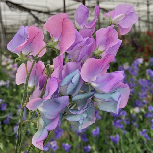 Sweet pea turquoise - pea, lagoon