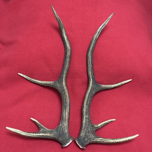 Pair red deer antlers 487g - of,