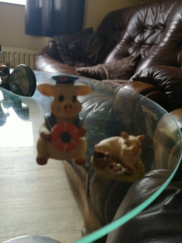 Cute pigs - 2,