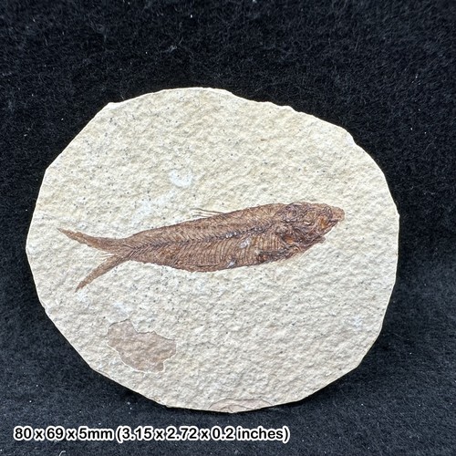 Fish fossil eocene period - fish,
