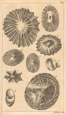 Plate I. Univalve seashells