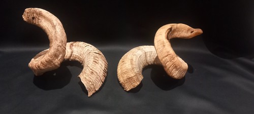 3kg ram horns shipping - xl, horns.