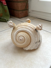 Large spiral sea - large,