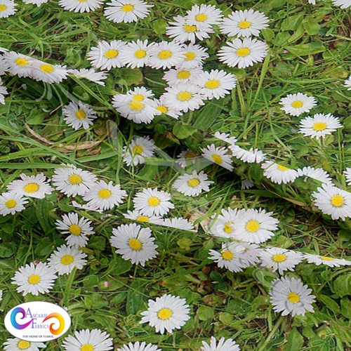 Daisy chain grass 100 - grass, 100%