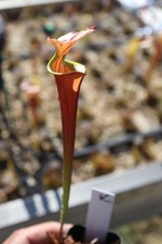 Sarracenia - 🔥🔥 Waccamaw