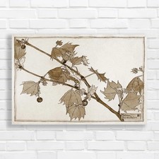 Botanical Illustration of