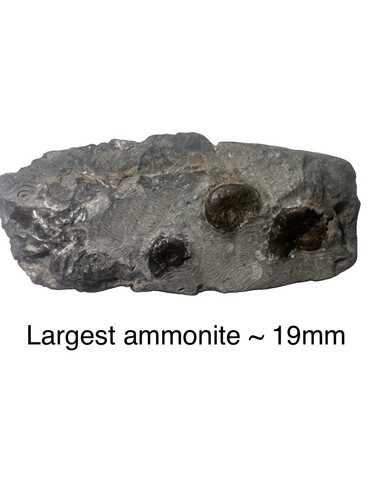 Eleganticeras ammonite - sp,