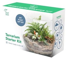 CLEARANCE Root Box Large Plant