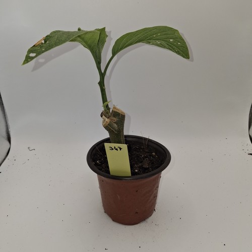 Brugmansia yellow angel - brugmansia,