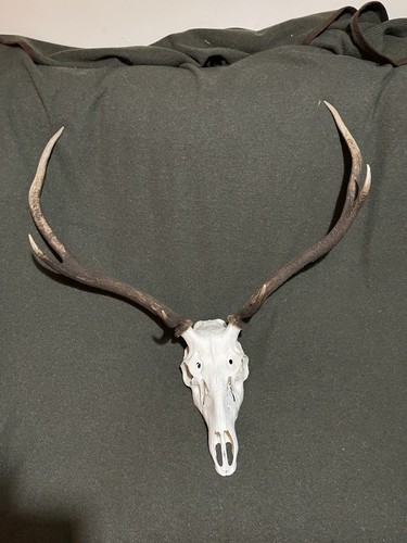 Highland stag antlers - highland,