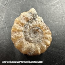 Charmouth Promicroceras