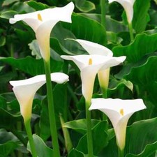Perennial WHITE Arum Calla  Lilly Elegant & beautiful