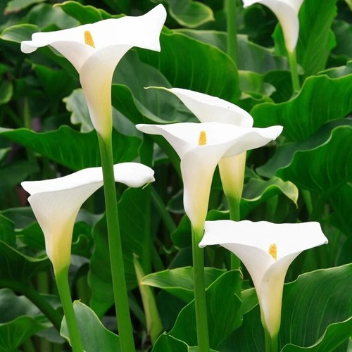 Perennial white flowering - perennial, arum
