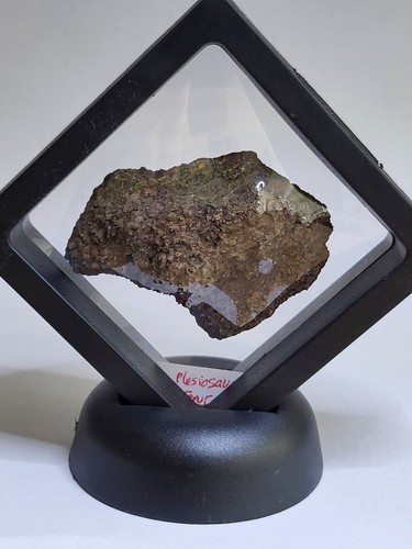 Plesiosaur femur dinosaur - femur,