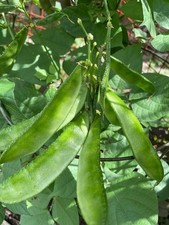 Uri. Hyacinth Bean. Sheem shim.Indian  Bangladeshi VegetableSeeds.8  seeds.