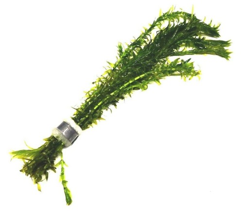 Elodea densa bunch oxygenating - elodea,