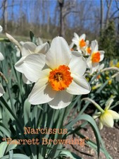 5-Barrett Browning  Daffodil