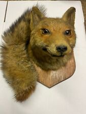 Taxidermy fox
