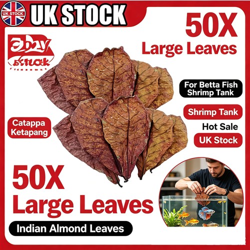 50pcs large indian almond - 50pcs,