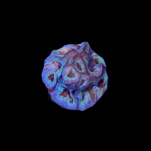 Blue steel favia - blue,
