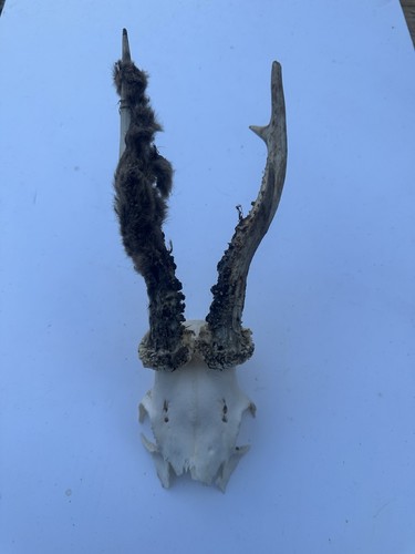 Roe buck deer skull with - buck,