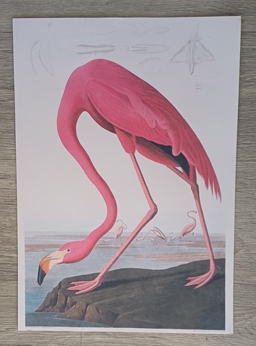 American flamingo print - print, john