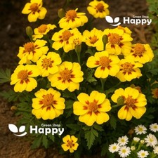 French Marigold - Dainty