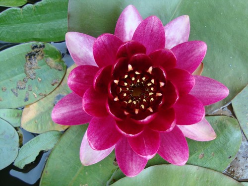 Super water lilies for - x,