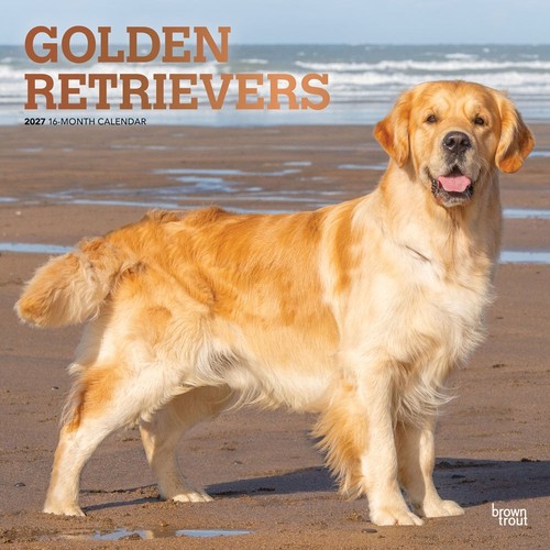 Golden retrievers 2027 - golden,
