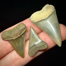 Lesser White Shark Teeth