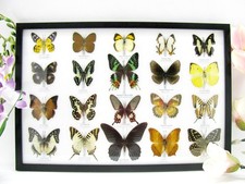 20 beautiful butterfly butterflies in showcase - framed - real - - A-20-madam-05