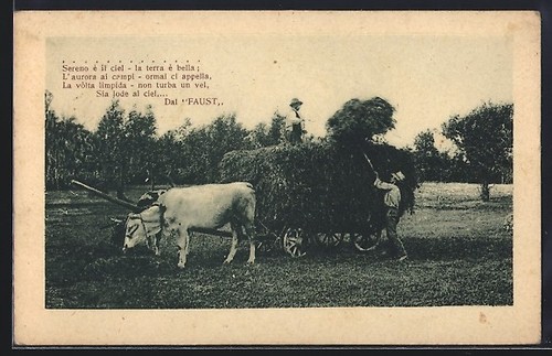 Oxen pulling hay wagon - oxen,