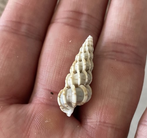 Wentletrap spiral seashell - 1,