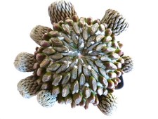 Pelecyphora aselliformis 1000