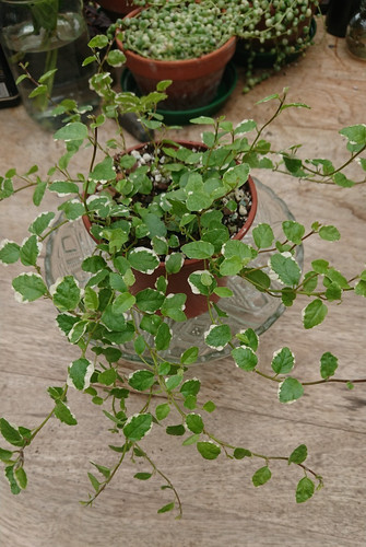 Ficus pumila 10cm - ficus, |