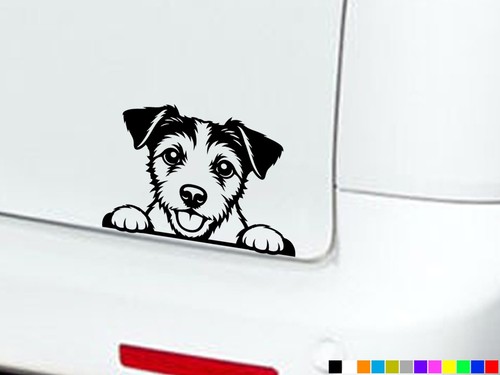 Peeking jack russell terrier - peeking,