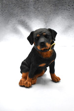 Small Rottweiler Puppy