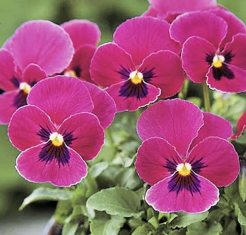 100 viola pansy - x,