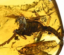 Rare scorpion fossil insect - rare,