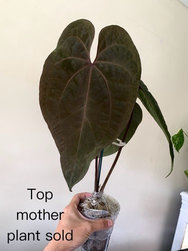 Anthurium aos dark phoniex - x,
